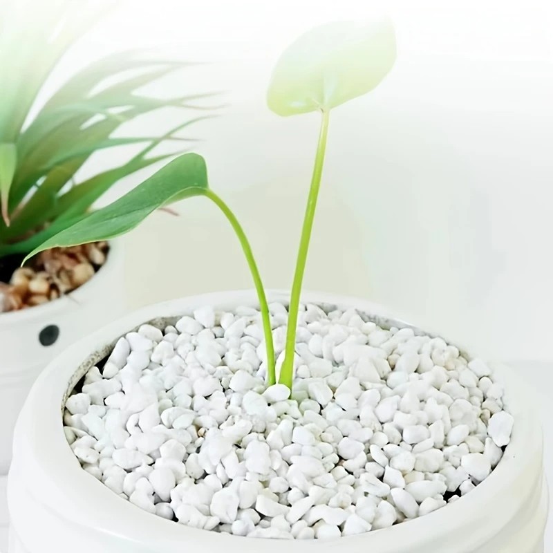 1L hochwertige Perlit-Suckulen – Pet Beds Bewertung und Preis