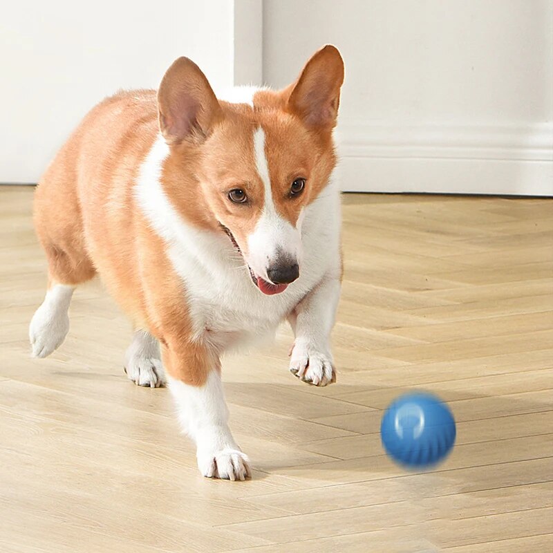 Hundespielzeug, intelligenter  – Suction Cup Dog Tug Toy Bewertung und Preis